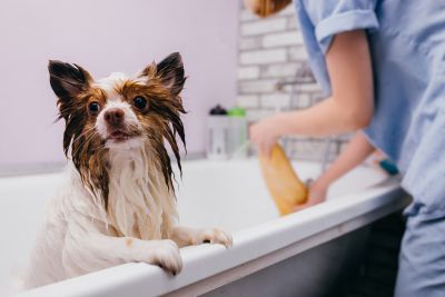 Pet Grooming and Pet Sitting Insurance in Carrington, ND by Bickett Insurance Agency, Inc.