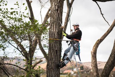 Tree Trimming Insurance in Carrington, ND by Bickett Insurance Agency, Inc.